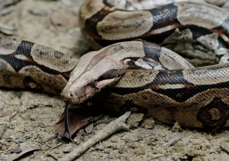 Massive Boa Found In French Guiana