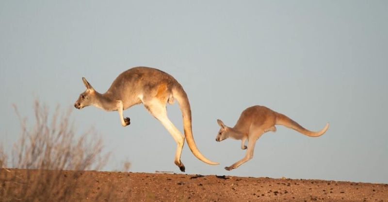 Can Leap Over 25 Feet In A Single Bound