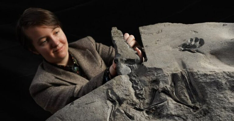 Largest Pterosaur From Jurassic Unearthed In Scotland
