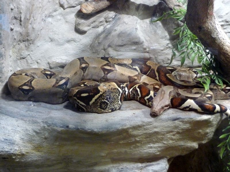 Longest Boa Constrictor Found In The Amazon