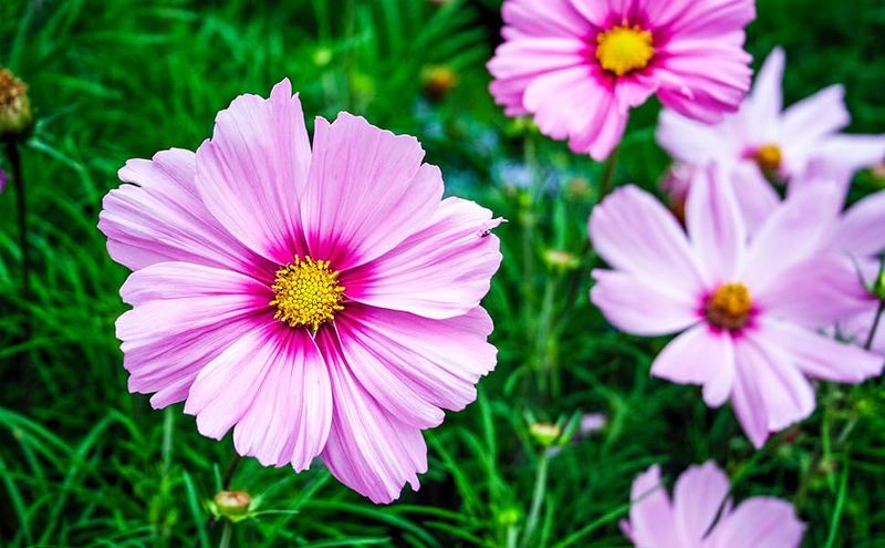 Cosmos
