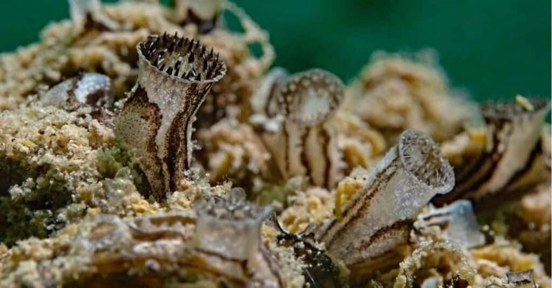 Fungi Spores