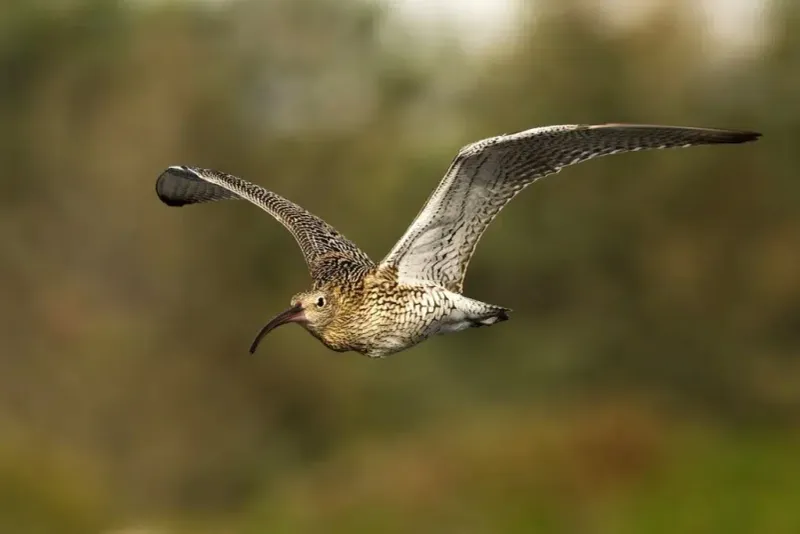 Slender-Billed Curlew May Now Be Truly Gone