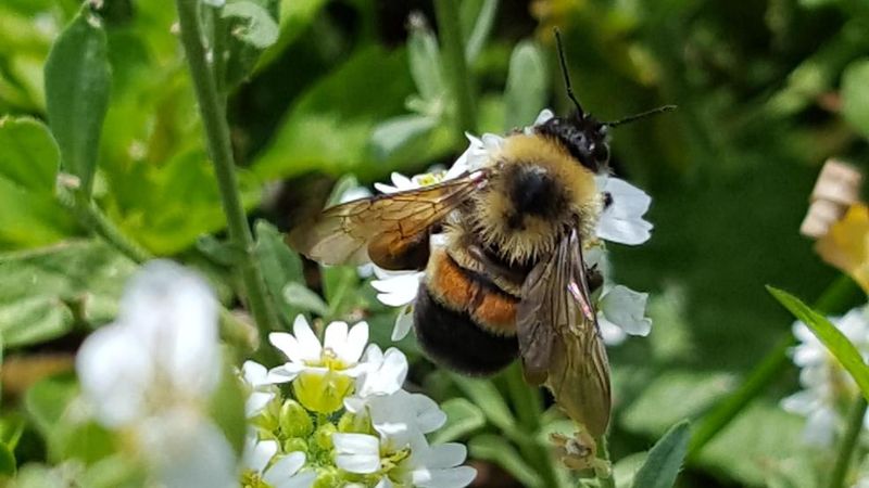Singing into Silence: Rusty Patched Bumble Bee