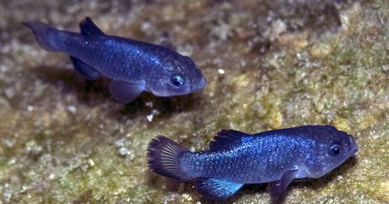 Tecopa Pupfish