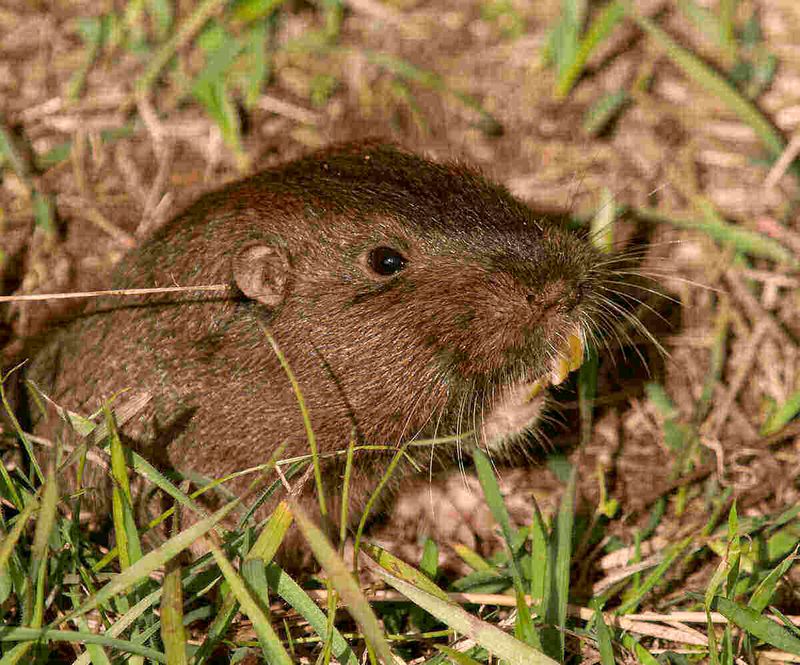 Mothballs' Chemical Barrier