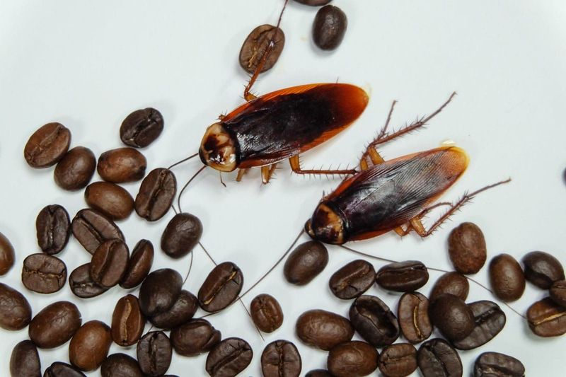 Coffee Grounds