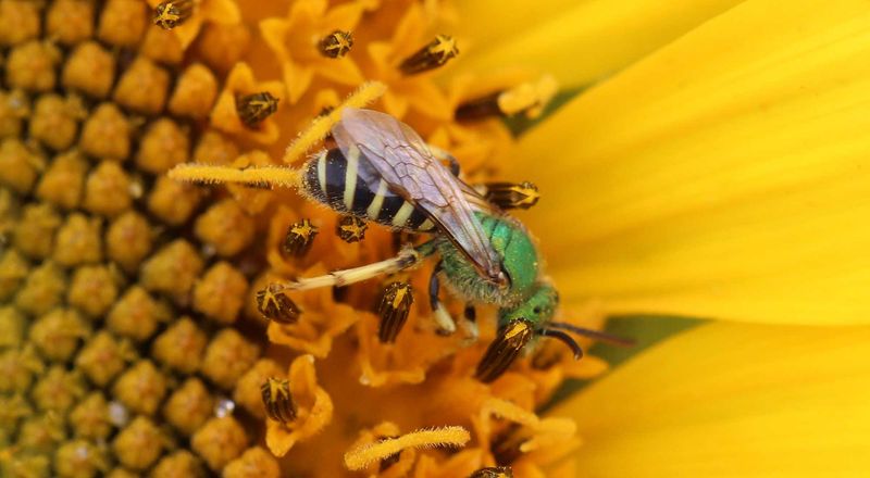 Sunflowers: Towering Bee Buffets