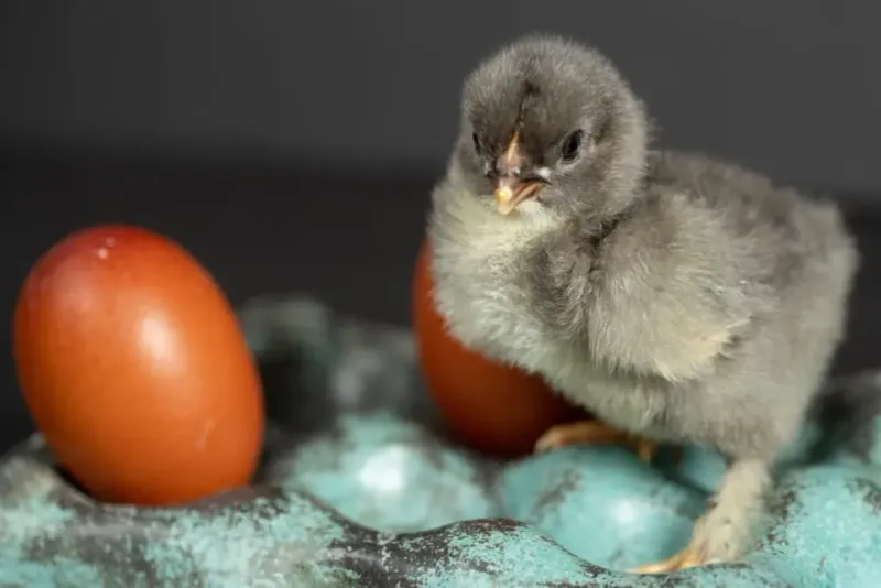 Bewitching Black Copper Marans