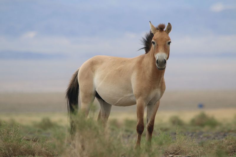 Mongolia's Takhi Treasures