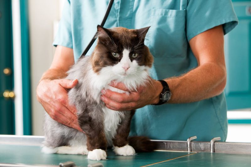 When To Seek Veterinary Care