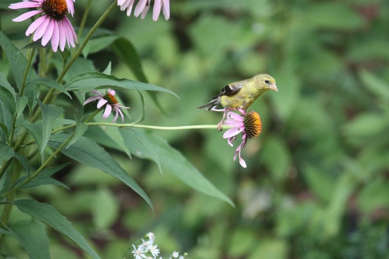 Seed-Bearing Flowers