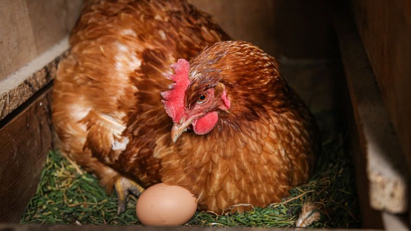 Hens Don't Need Roosters To Lay