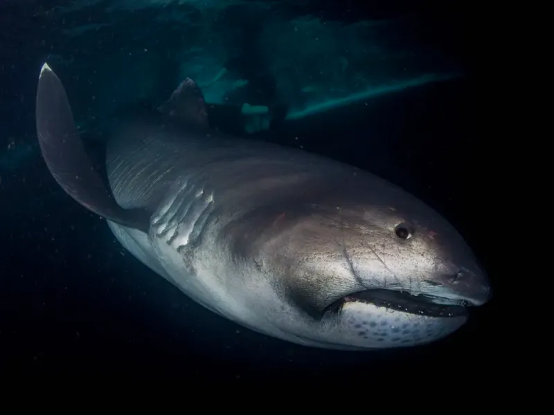 Megamouth Shark