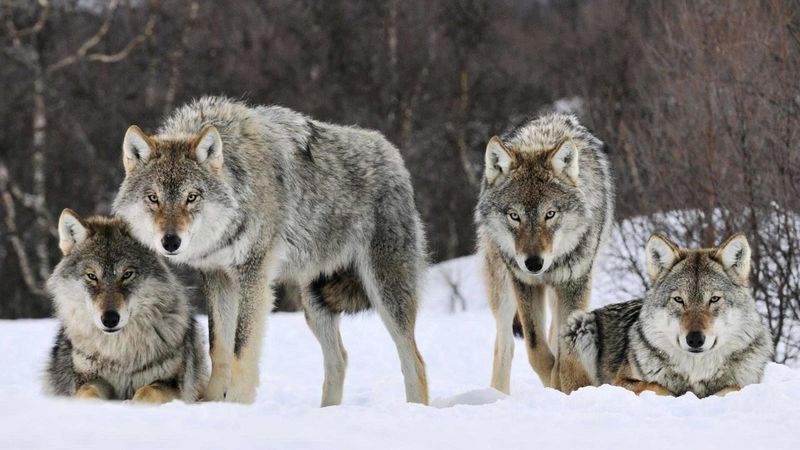 Cooperation Trumps Competition