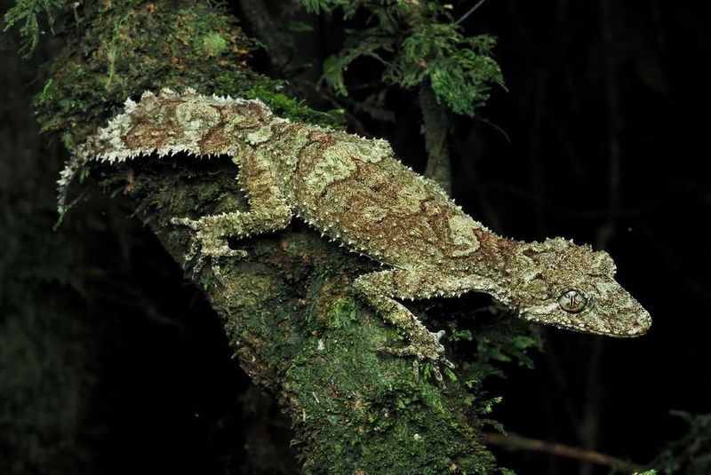 Leaf-Tailed Geckos