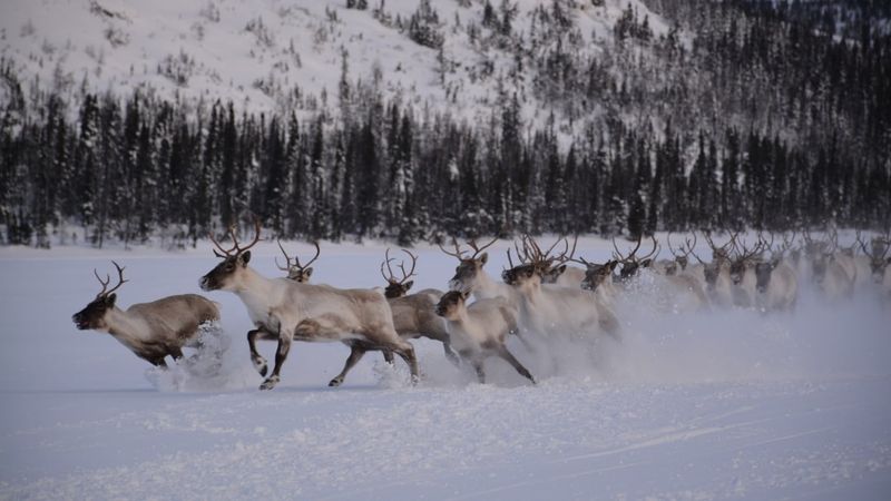 George River Caribou Herd