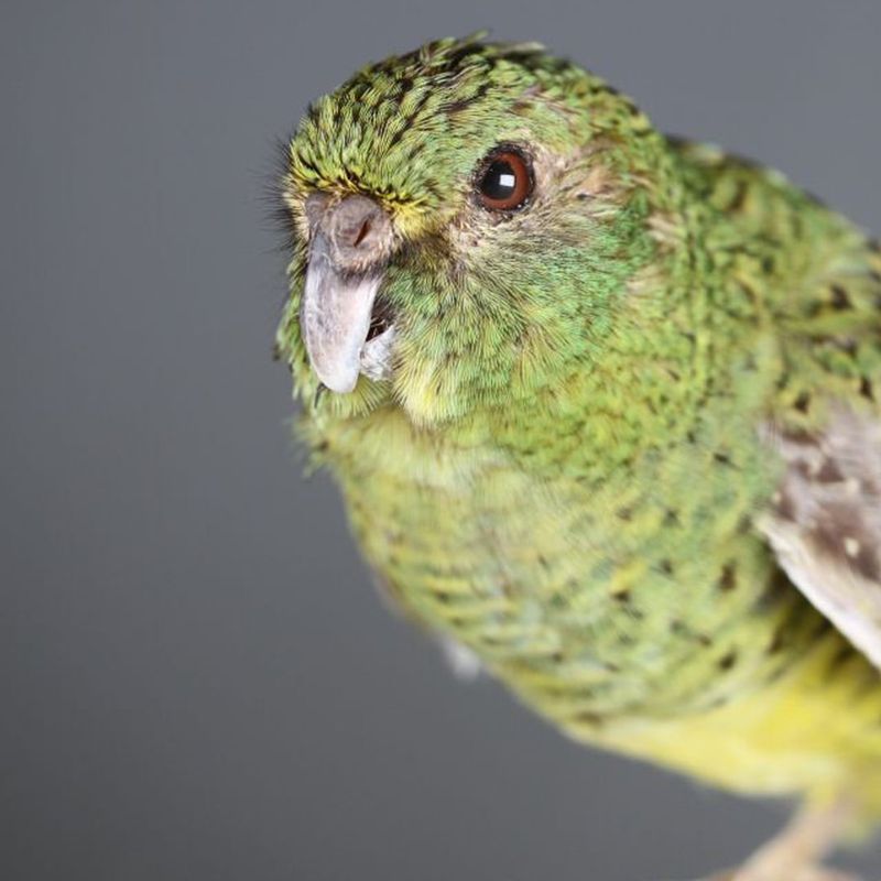 Night Parrots