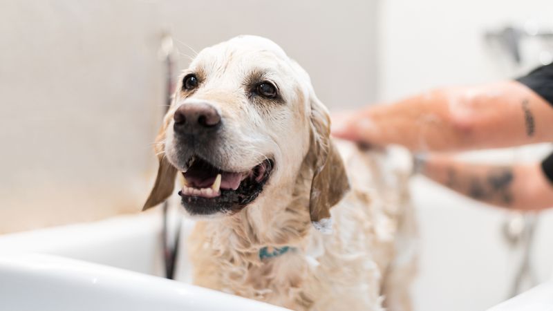 Calm During Grooming