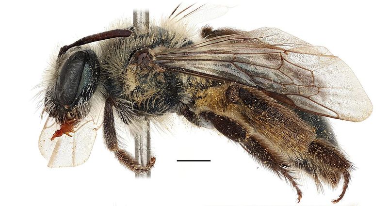 Introduction To Andrena Androfovea