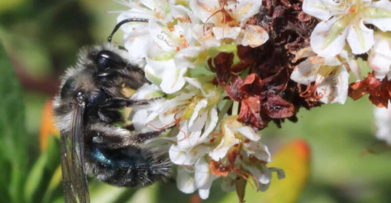 Learn All About The Recently Identified Bee Species In Texas And Oklahoma