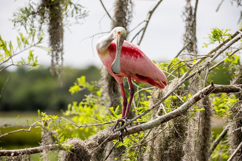 Visit Bird-Rich Habitats