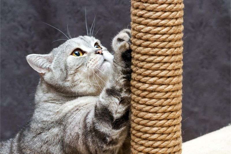 Provide Appropriate Scratching Surfaces