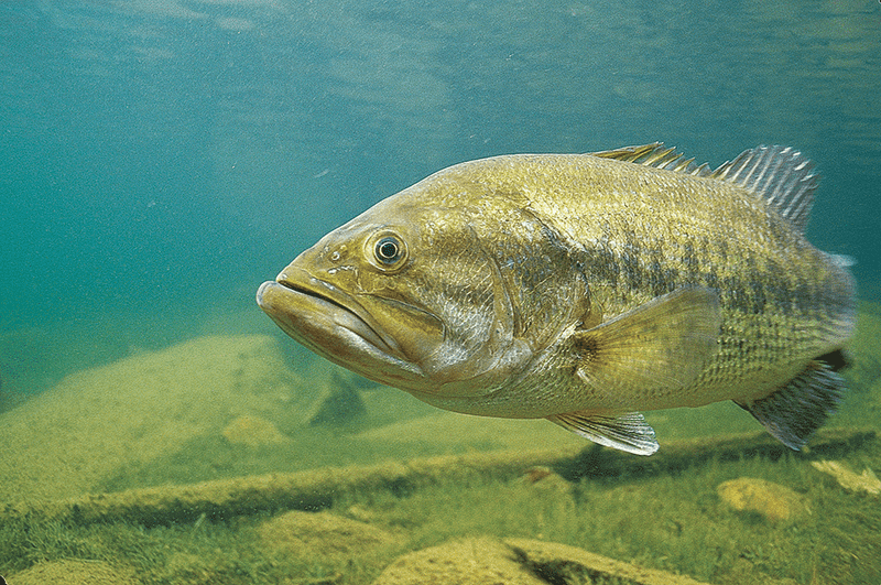 Join A Bass Fishing Community