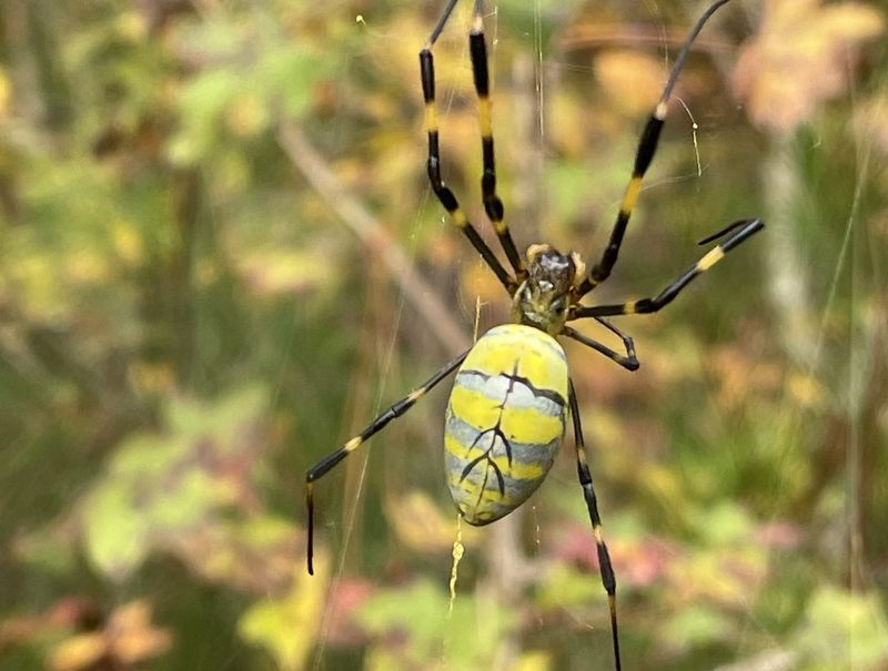 Stay Calm – They're Mostly Harmless