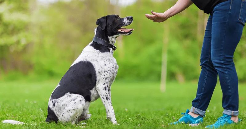 Sit Command Mastery