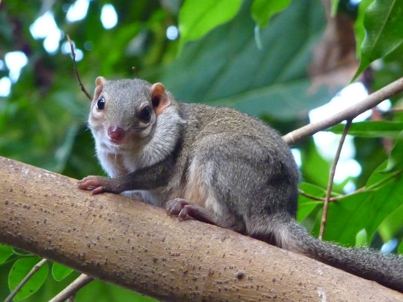 Pen-Tailed Treeshrew: The Booze-Loving Forager