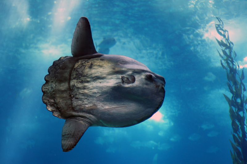 Sunfish: Parasite Police of the Deep