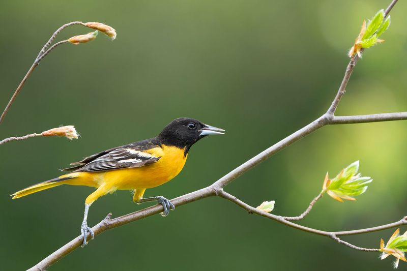 Support Bird-Friendly Legislation