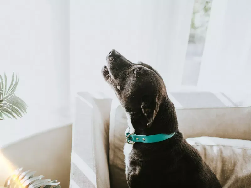 Keep Tight Collars On