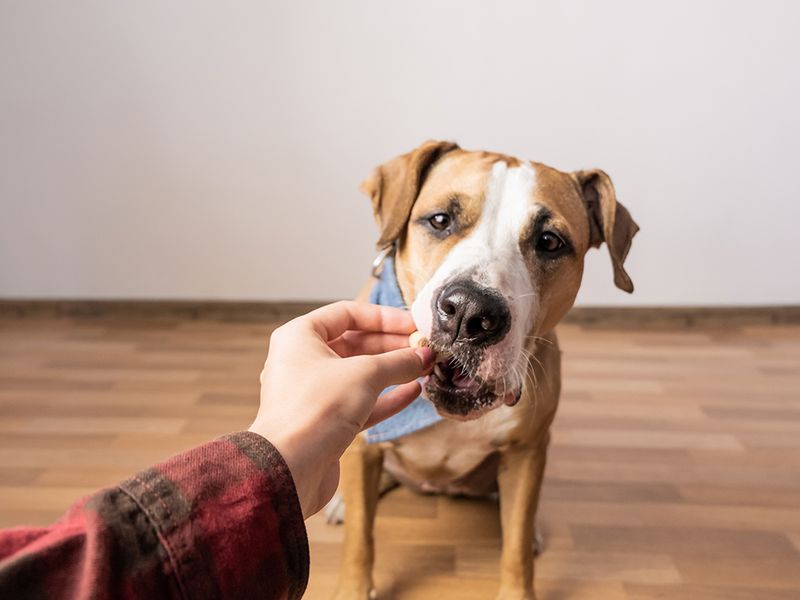 Gentle Taking Of Treats