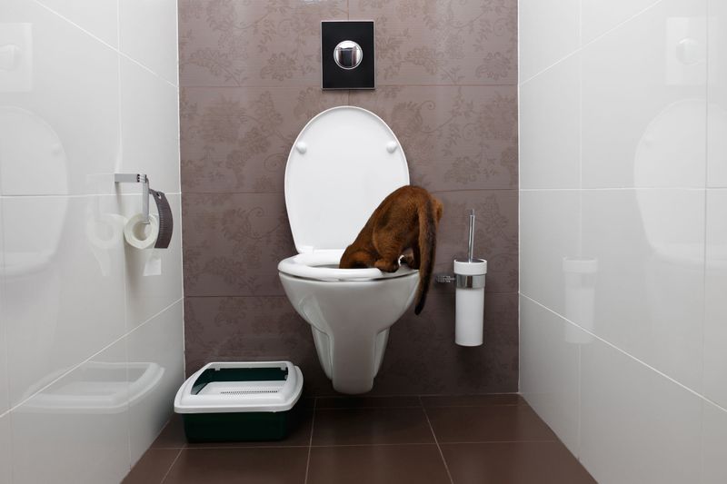 Keep Toilet Lids Up