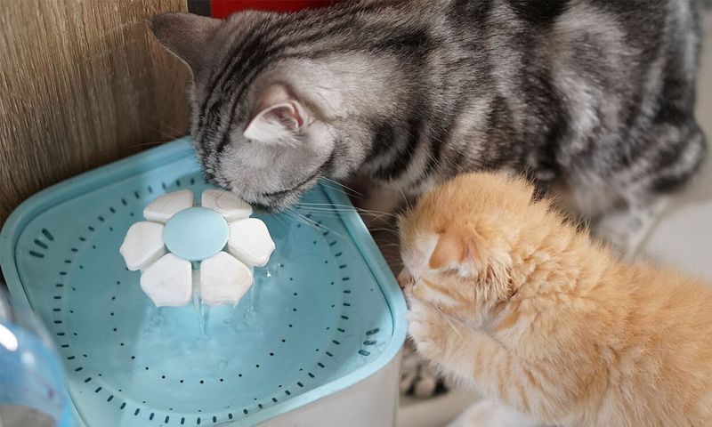 Forget To Fill The Water Bowl