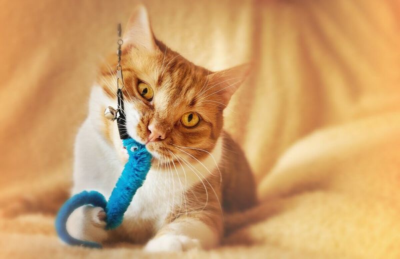 Excessive Toys Without Rotation Lead To Boredom