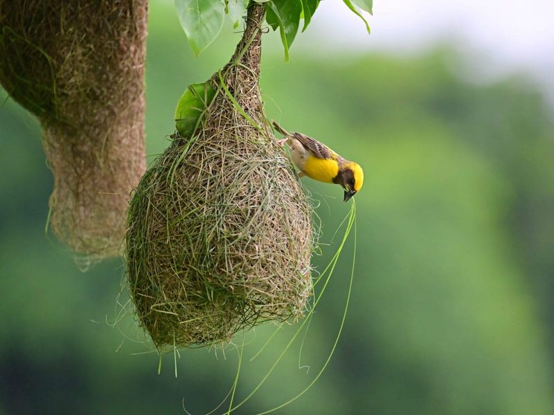 Preventing Nest Destruction