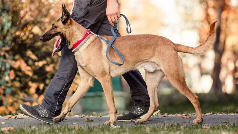 Unwavering Loyalty That Borders On Devotion