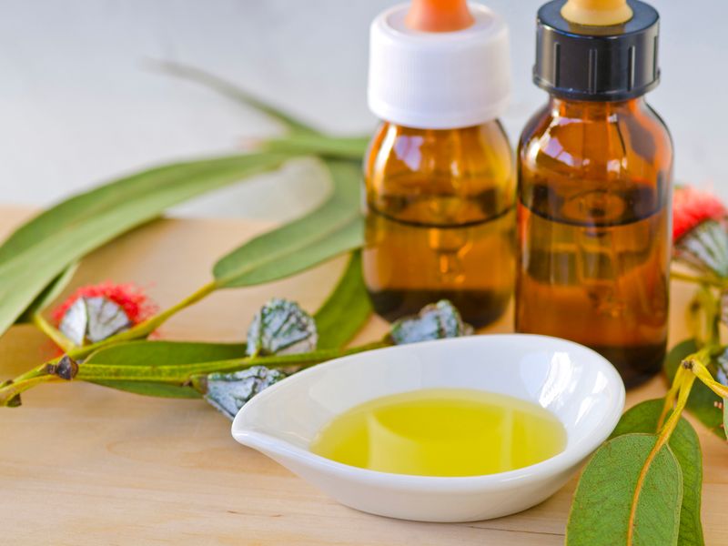 Eucalyptus Power