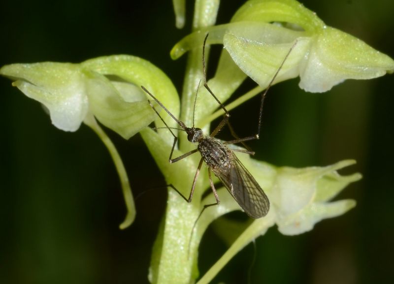 Mosquitoes That Do Good