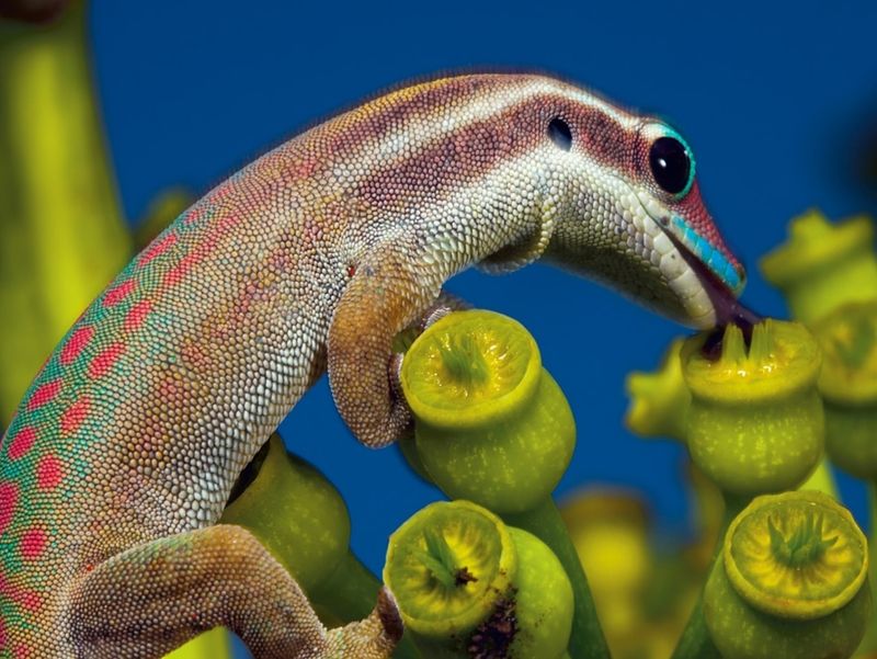 Geckos That Glow Under Ultraviolet Light