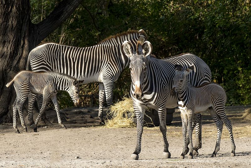 Zebra