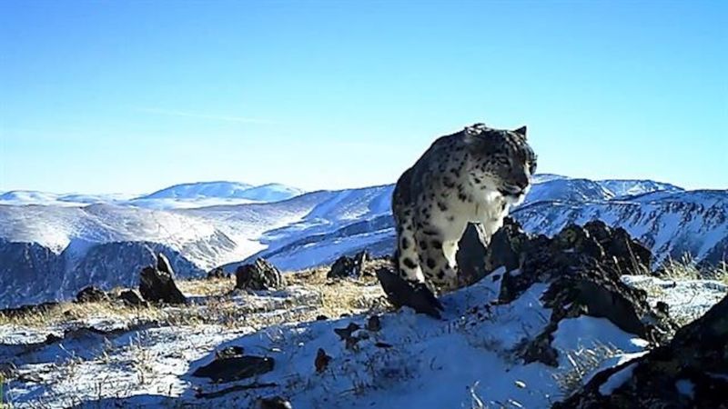 Snow Leopard's Mountainous Time-Share