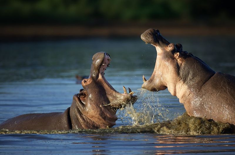 Hippopotamus