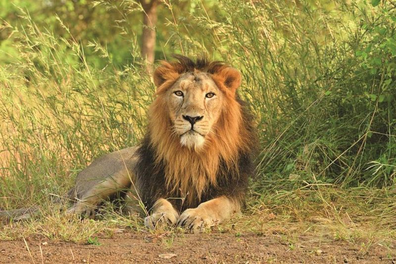Asiatic Lion Expedition In Gir