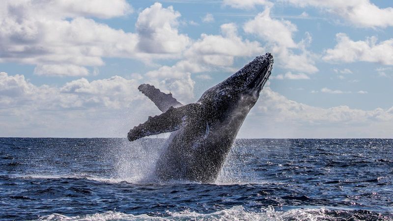 Humpback Whales