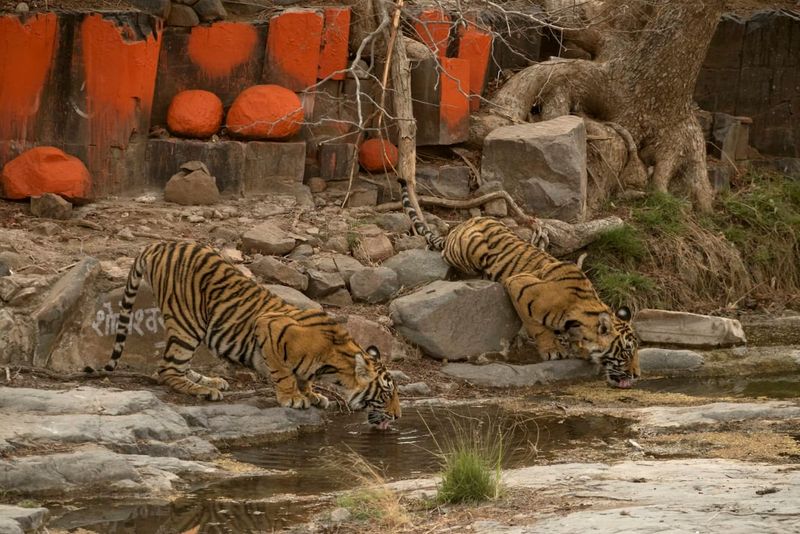 Tiger Tracking In Ranthambore
