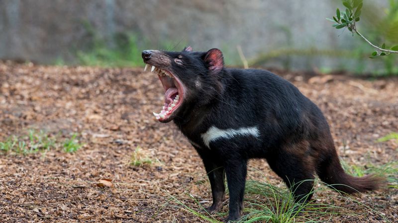 Tasmanian Devil's Feeding Frenzy